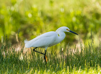 Close up of a Snowy Egret walking through a green field of wild grasses.