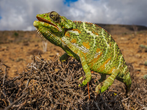 Colorful Chamaeleo africanus on a Dry Bush in a Semi-Desert Landscape