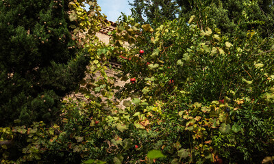 Fototapeta premium Lush greenery with grapevines and a pomegranate tree bearing ripe red fruits, set against a traditional stone wall. Dense foliage creates a natural, serene atmosphere in an old Tbilisi courtyard.