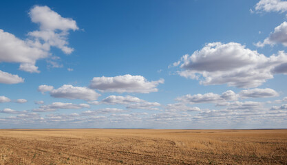 Vast golden wheat field under a striking blue sky dotted with fluffy white cumulus clouds