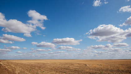 Vast golden wheat field under a striking blue sky dotted with fluffy white cumulus clouds