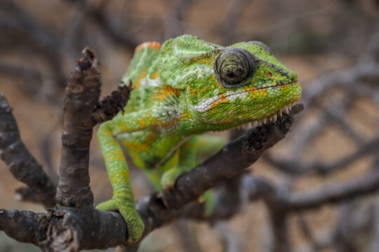 Close-up of green chameleon on dry branch, blending into surroundings with textured skin and alert eyes