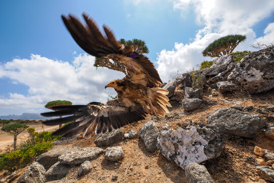 Egyptian Vulture (Neophron percnopterus) spreading wings on rocky ground among Dragon Blood Trees, Socotra Island, Yemen