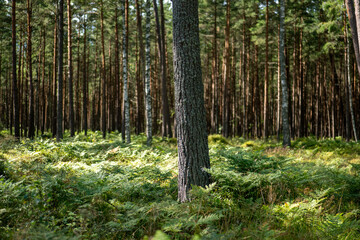 Obraz premium Tall trees and lush ferns create a peaceful forest scene under soft sunlight at midday in a tranquil woodland area