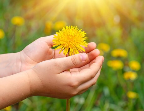 Child's hands holding a vibrant dandelion in sunlight