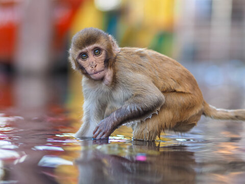 Close-up portrait of a young Rhesus Macaque (Macaca mulatta) sitting in shallow water with a colorful blurred background