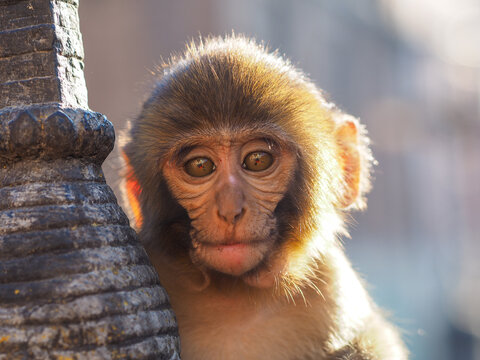 Close-up Portrait of an Adorable Baby Rhesus Macaque in Kathmandu