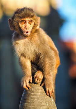 Baby Rhesus Macaque Monkey with a Surprised Expression in Kathmandu