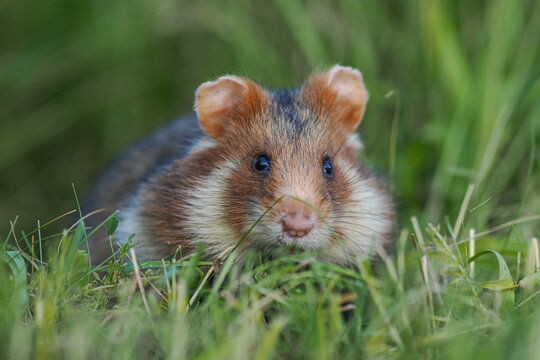 Close-up of a European hamster sitting in green grass, facing forward with curious expression