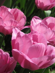 Zbliżenie na różowe kwiaty tulipanów © Kumulugma