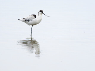 Avocet, Recurvirostra avosetta