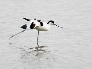 Avocet, Recurvirostra avosetta