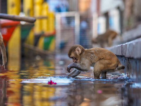 Cute young monkey crouched down drinking water from puddle in colorful urban setting, looking into camera