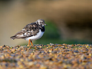 Turnstone, Arenaria interpres