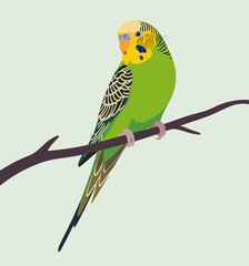 parrot on a branch