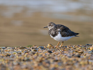 Turnstone, Arenaria interpres