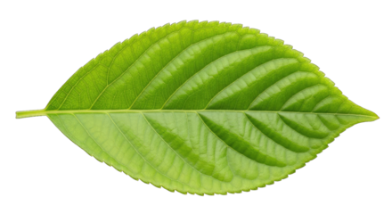 Vibrant Green Leaf with Prominent Veins on Black plant isolated on a transparent background
