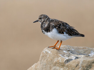 Turnstone, Arenaria interpres