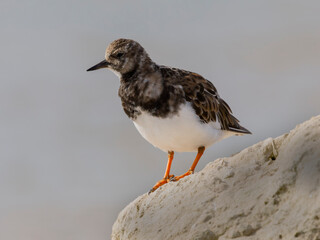 Turnstone, Arenaria interpres