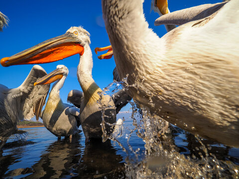 Extremely Close-Up Shot of Dalmatian Pelicans Splashing Water Under a Bright Blue Sky on Lake Kerkini, Greece.