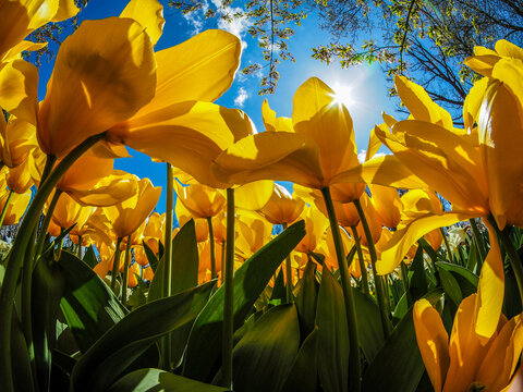 Low angle view of vibrant yellow tulips against blue sky and sunlight on a clear spring day. tullips blooming at Keukenhof, The Netherlands - Powered by Adobe