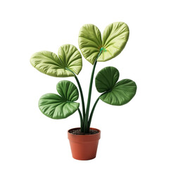 A vibrant houseplant in a terracotta pot, featuring heart-shaped leaves in shades of green and yellow-green, against a clean black background.