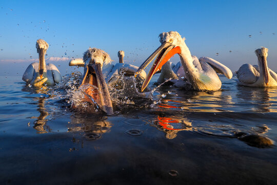 Dalmatian Pelican (Pelecanus crispus) on Water, in Winter, in Breeding Plumage