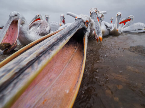 Extreme Close-up of a Dalmatian Pelican's Open Mouth and Pouch Gaping Wide, Surrounded by Other Pelicans on the Water's Edge