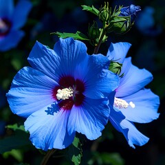Vibrant blue hibiscus flowers