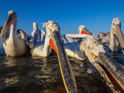 Dalmatian Pelican (Pelecanus crispus) on Water, in Winter, in Breeding Plumage
