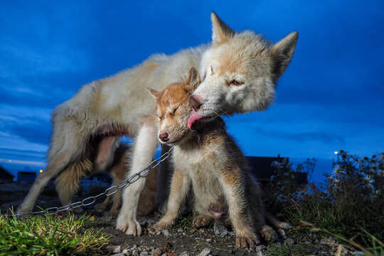 Two chained Greenland sled dogs. The mother licks her puppy. Mother Greenland dog licks her chained puppy during twilight on rough ground under a blue evening sky
