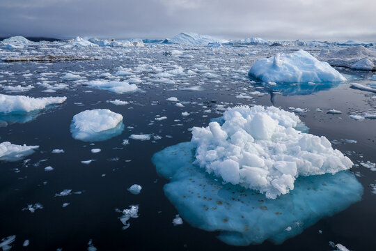 Scattered Icebergs and Growlers Floating in Dark Arctic Water Under an Overcast Sky near Ilulissat Icefjord, Greenland