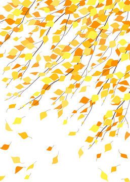 Autumn Background with Birch Branches in Wind.