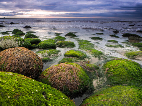 Moody Coastal Landscape of Moss-Covered Boulders and Stones at Low Tide Under a Dramatic Sky 
