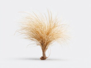 Fototapeta premium Light beige grass tuft, studio shot