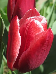 Zbliżenie na biało-czerwone kwiaty tulipana © Kumulugma