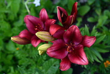 Red lilies with stripes close-up. Beautiful bright red lilies in the garden in summer. A large lily flower.