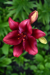 Red lilies with stripes close-up. Beautiful bright red lilies in the garden in summer. A large lily flower.