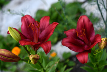 Red lilies with stripes close-up. Beautiful bright red lilies in the garden in summer. A large lily flower.