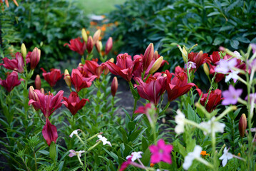 Red lilies with stripes close-up. Beautiful bright red lilies in the garden in summer. A large lily flower.