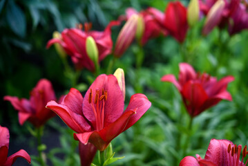 Red lilies with stripes close-up. Beautiful bright red lilies in the garden in summer. A large lily flower.