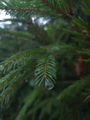 green pine needles