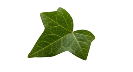 Vibrant Green Ivy Leaf with Detailed Veins on a Black Background