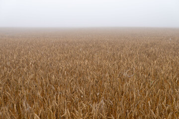 Fototapeta premium Golden wheat field stretches endlessly under a gray sky in the early morning fog