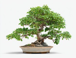 A bonsai tree with full, vibrant green foliage, displayed in a shallow, rounded pot