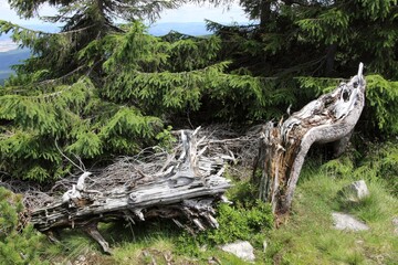 Exploring a Weathered Tree Trunk Beside Lush Green Pine Trees in the Mountains