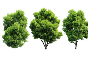 Fototapeta premium Three lush green trees, isolated on white
