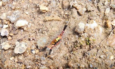 Colorful Caterpillar Resting on the Ground in a Natural Setting During Daylight