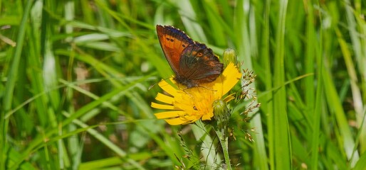 Butterfly Rests on Bright Yellow Flower in a Lush Green Meadow Under Sunny Skies