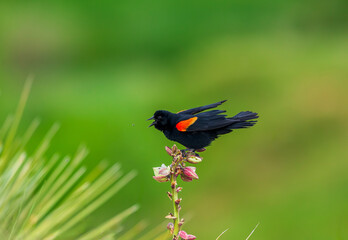A Red-winged Blackbird perched atop a Narrow Leaf Yucca plant at Bluff Lake Wildlife Refuge in Colorado.